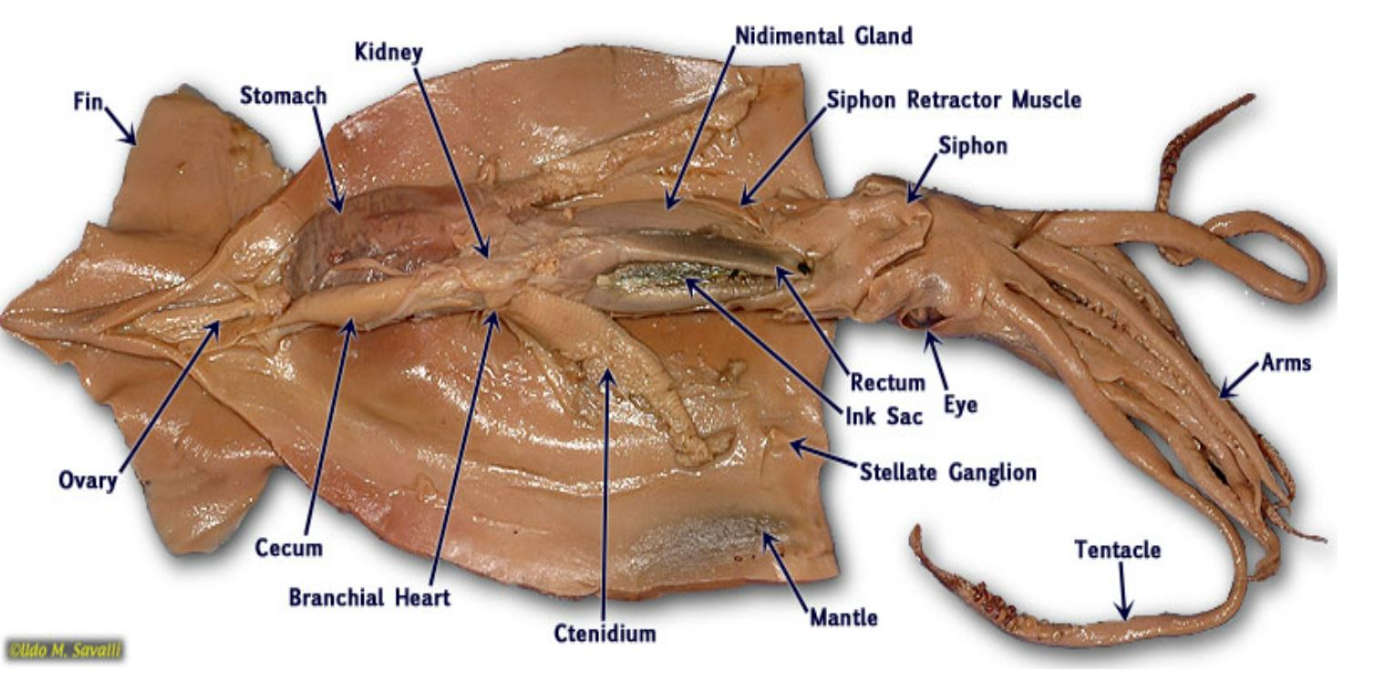 38 internal squid anatomy diagram - Diagram For You